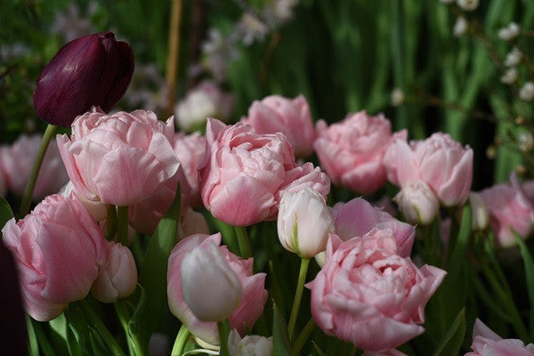 Tulipa 'Dreamer' - 5 bulbs