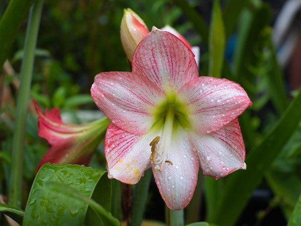 amaryllis lily flower season (Amaryllis) Hippeastrum Appleblossom