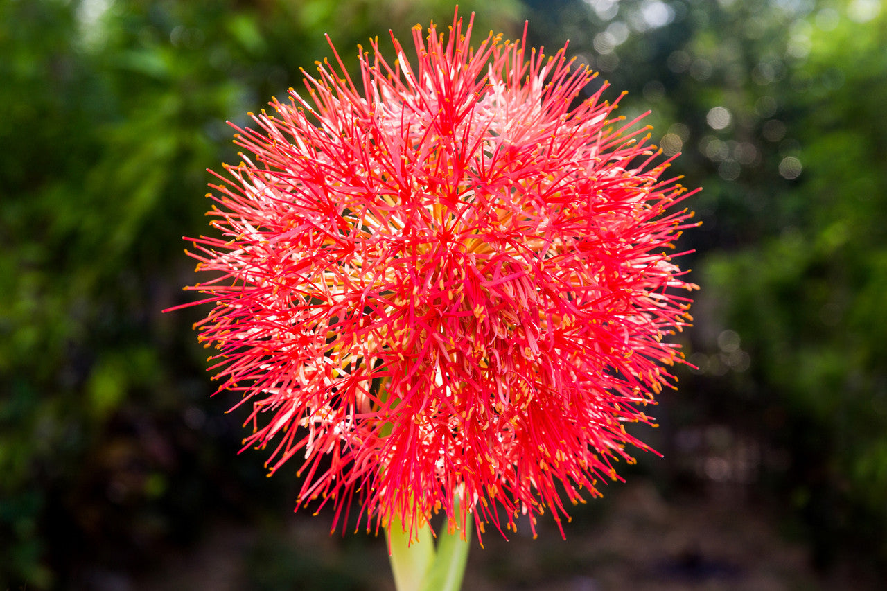 Blood Lily (Scadoxus multiflorus)