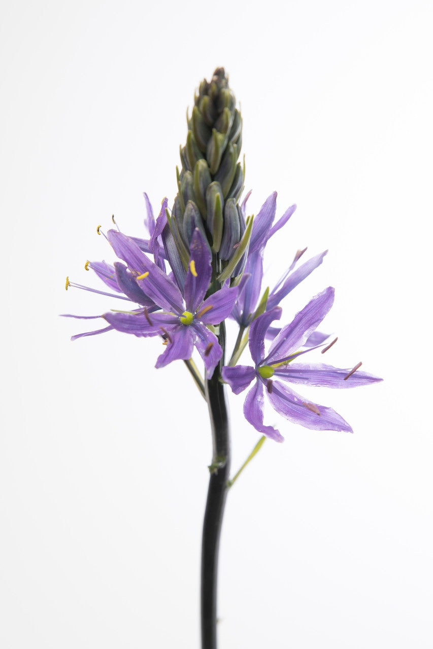 Wild Hyacinth (Native Camassia scilloides) - 3 bulbs