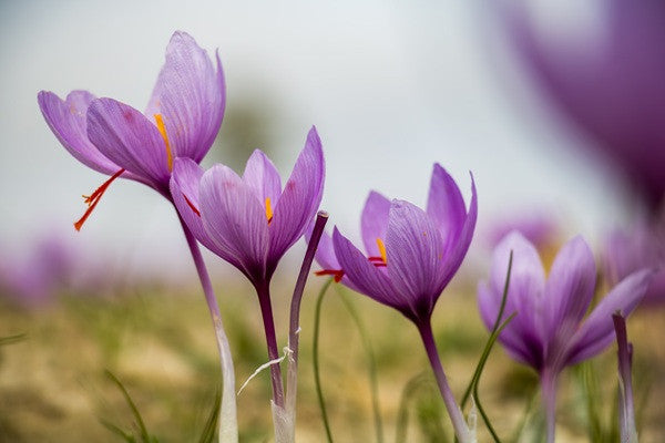 saffron flower seeds Crocus Sativus "Saffron"