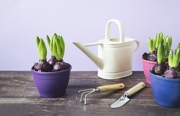 Hyacinthus Hyacinth Blue 'Delft Blue' - 5 bulbs