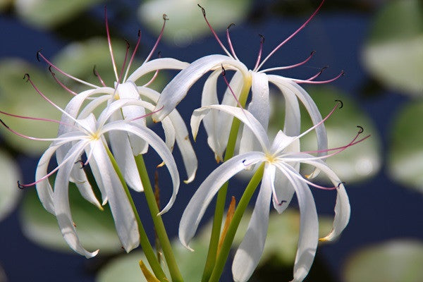 white indian lilies Crinum americanum (native) - "Swamp Lily"