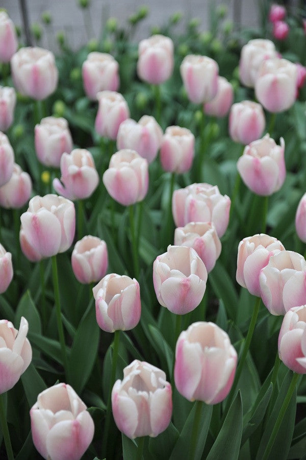 Tulipa 'Royal Pride' - 5 bulbs