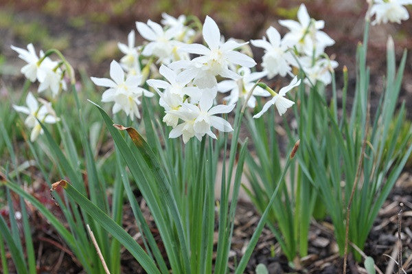 Daffodil 'Thalia' - 5 bulbs