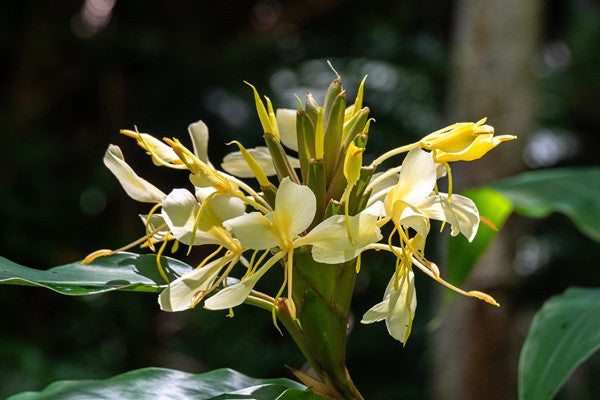 flower ginger lily Hedychium flavum (Lemon Ginger Lily)