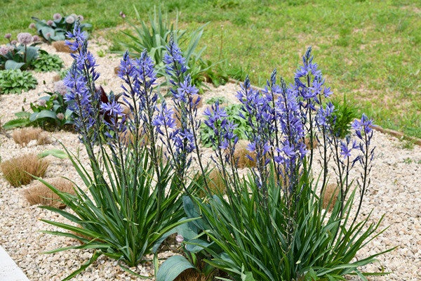 Camassia leichtlinii - 3 bulbs