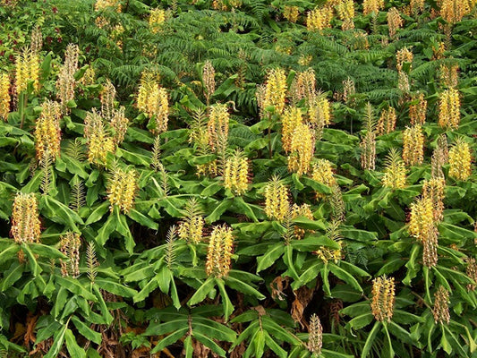 Hedychium gardnerianum (Kahili Ginger Lily)- 3 bulbs