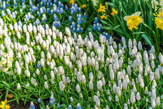 Muscari armeniacum album "White Grape Hyacinth" - 20 bulbs