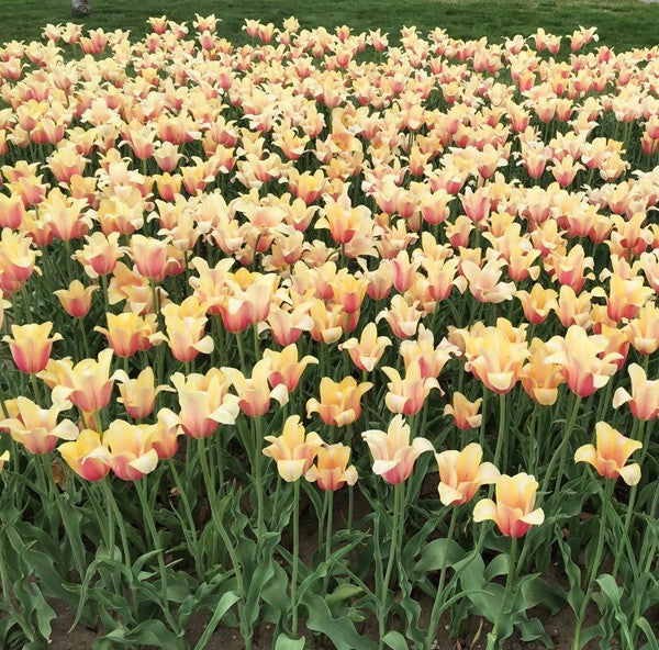 Tulipa 'Blushing Beauty' - 5 bulbs