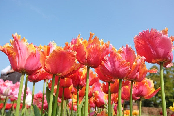 Tulipa 'Amazing Parrot' - 5 bulbs