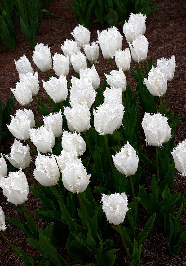 Tulipa 'Noordeinde' - 5 bulbs