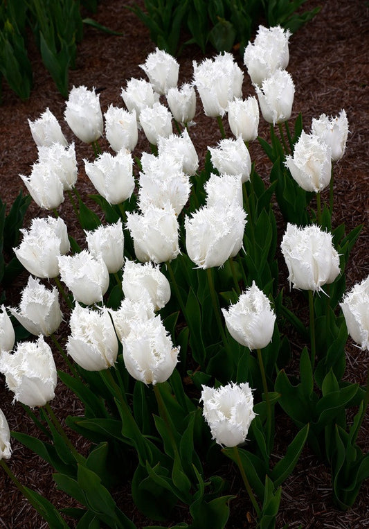 Tulipa 'Noordeinde' - 5 bulbs
