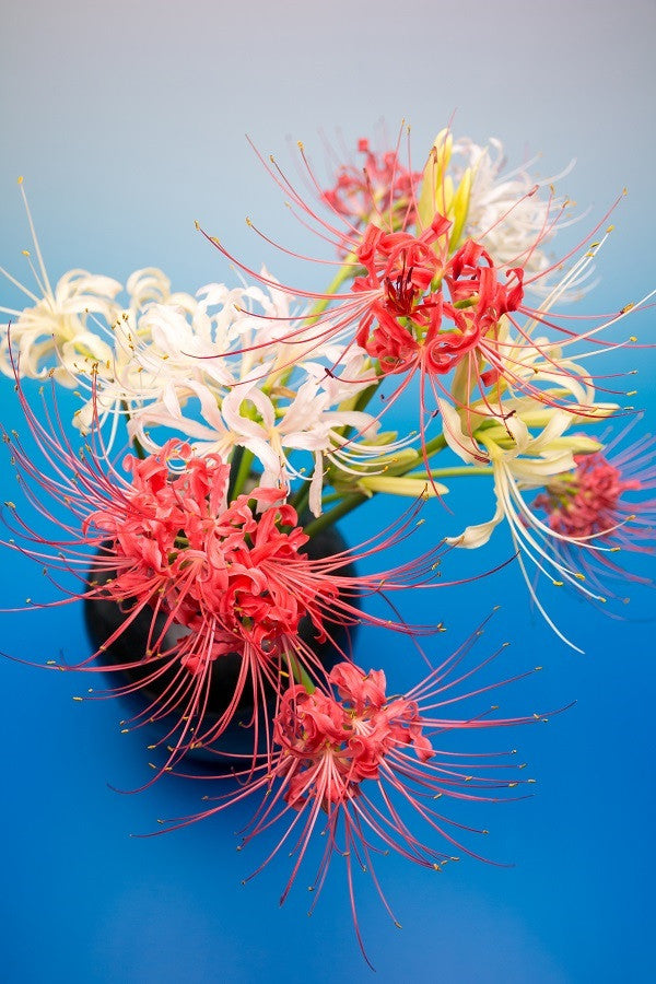 Red Spider Lily (Lycoris radiata) Southern Heirloom Triploid - 5 bulbs