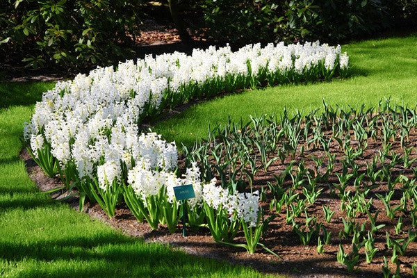 Hyacinthus Hyacinth White - 5 bulbs