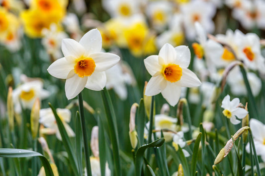 Daffodil 'Barret Browning' - 5 bulbs