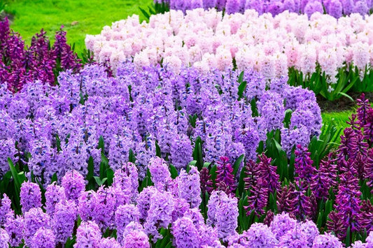 Hyacinthus Hyacinth Purple 'Splendid Cornelia' - 5 bulbs