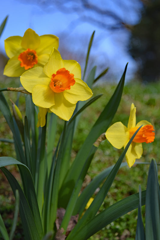 Daffodil 'Ceyclon' - 5 bulbs