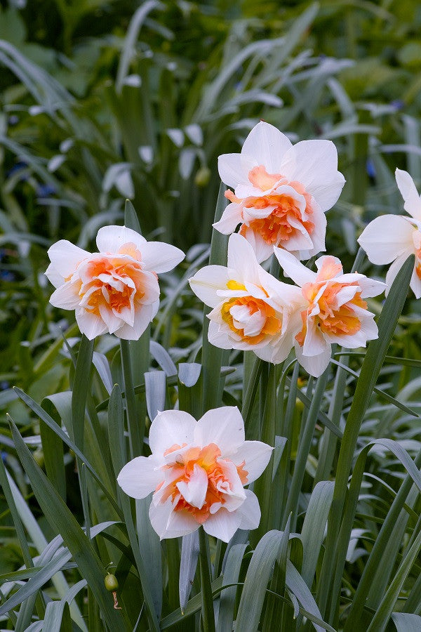 Daffodil 'Replete' - 5 bulbs