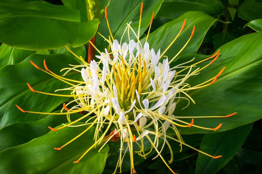 Hedychium ellipticum (Shaving Brush Ginger Lily) - 3 bulbs