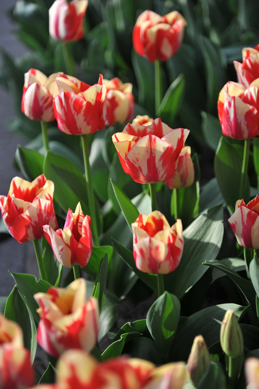 Tulipa 'Spryng Rembrandt'
