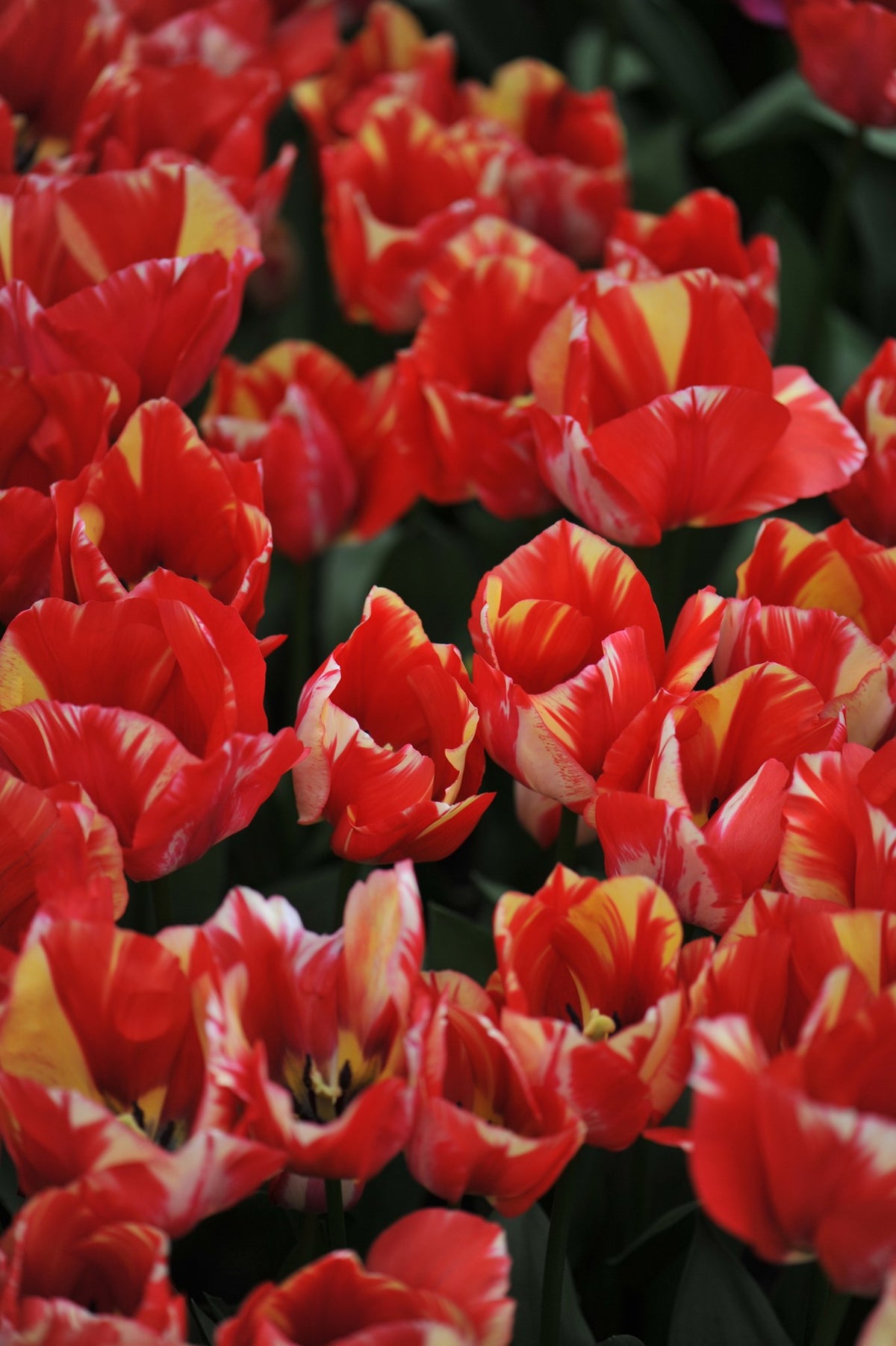 Tulip 'Spryng Rembrandt'