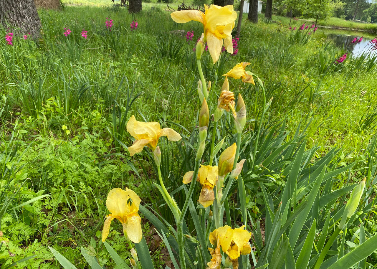 Old Fashioned Yellow Bearded Iris