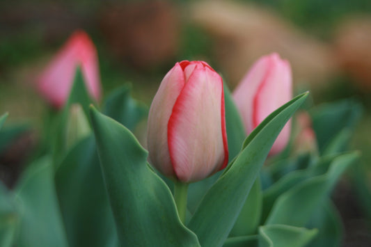 Gift Kit - Tulip Forcing Kit (Small)