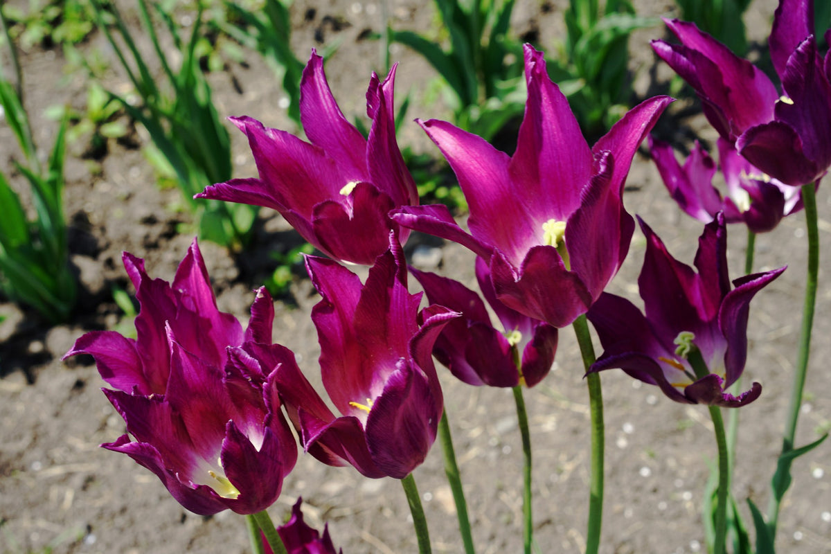Tulip 'Yume no Murasaki'