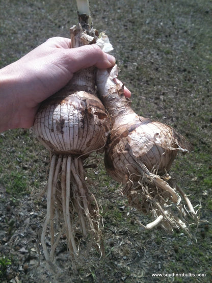 Available Now!  - Amarcrinum howardii (Crinodonna) (1 bulb) Zones 8-10