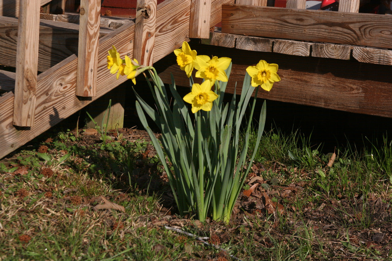 Southern Bulbs Daffodil Carlton - Thumbnail 3