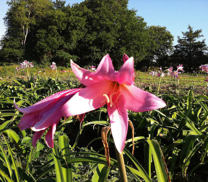 Claude Davis (LARGE)