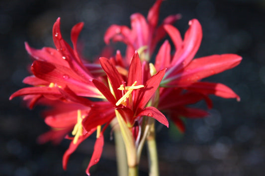 Oxblood Lily or "Schoolhouse Lily" - 1 - 5" pot