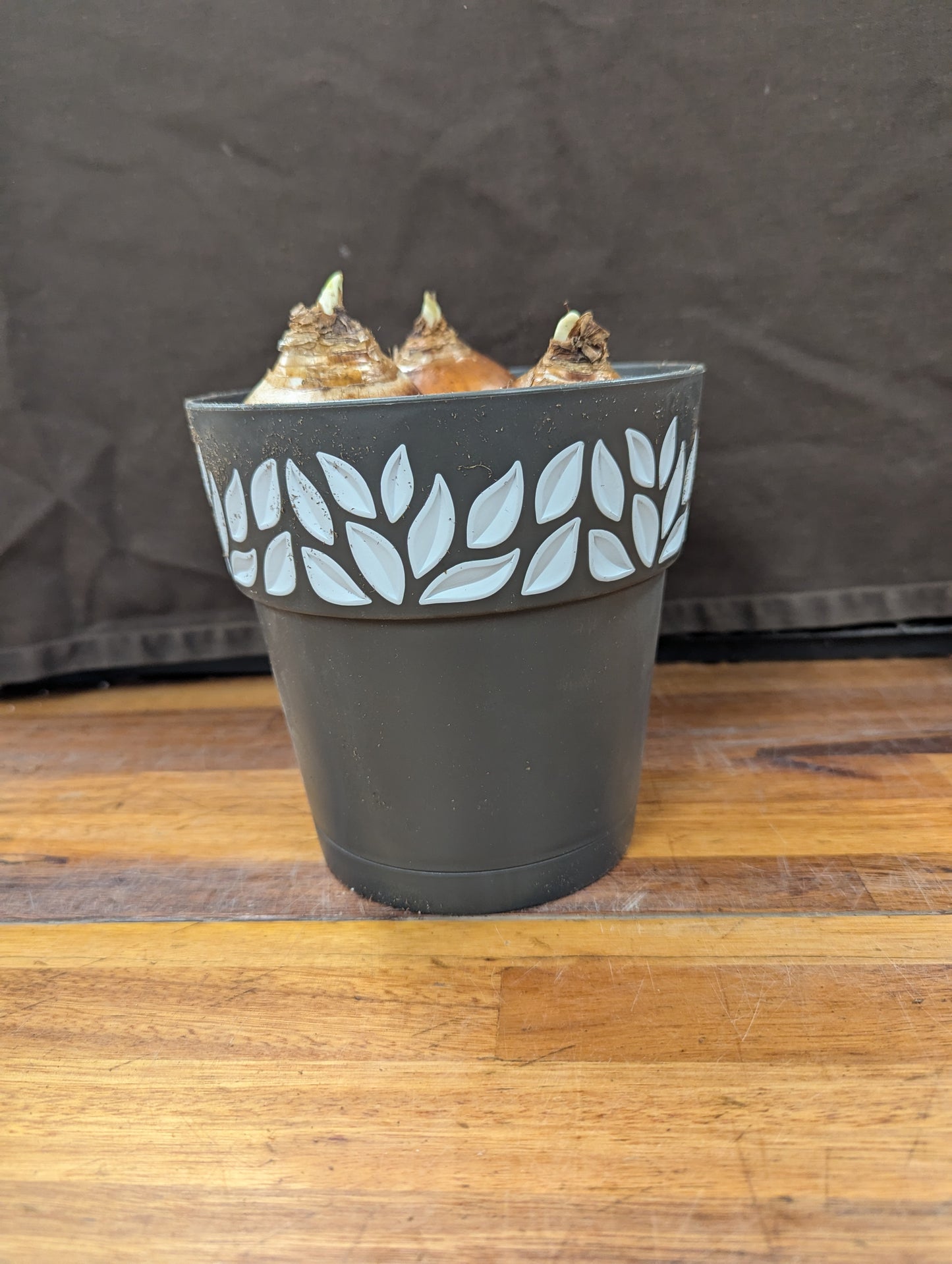 Gift Kit - Paperwhites Forcing Kit (Medium)