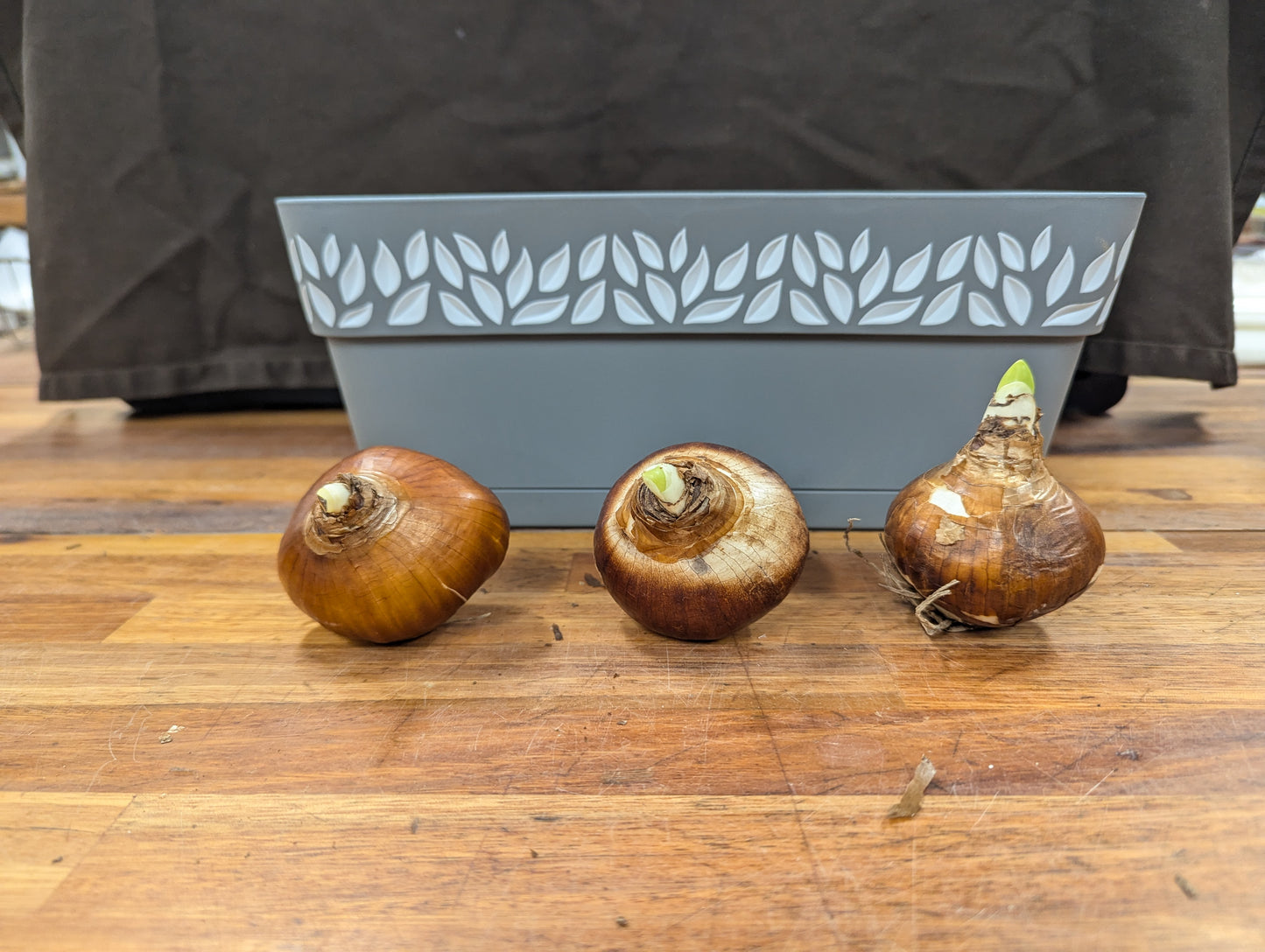 Gift Kit - Paperwhites Forcing Kit (Medium)