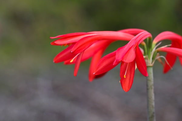 Fire Lily - Cyrtanthus mackenii -  5 bulbs