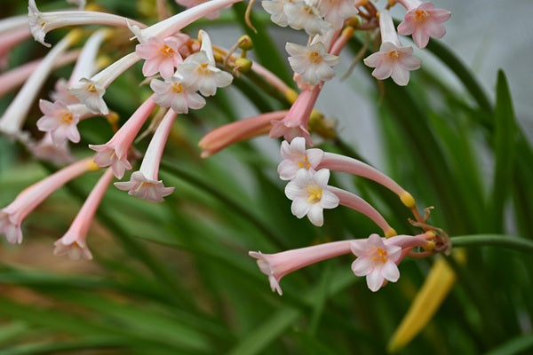 Fire Lily - Cyrtanthus mackenii -  5 bulbs