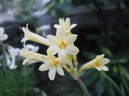 Fire Lily - Cyrtanthus mackenii -  5 bulbs