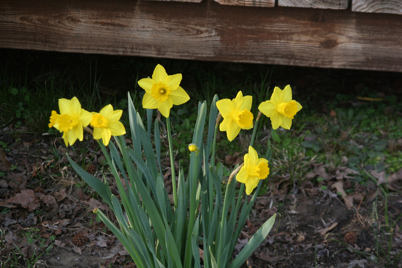 Southern Bulbs Daffodil Carlton - Thumbnail 5
