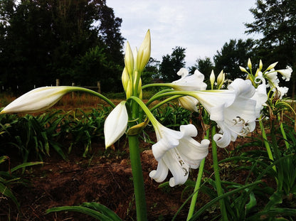 Crinum x 'Burbank's White Queen' - 1 bulb