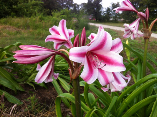 Crinum 'Carroll Abbott'