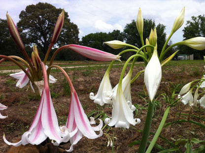 Crinum x 'Burbank's White Queen' - 1 bulb