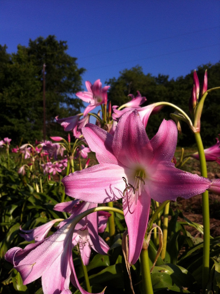 Crinum 'Bradley' - 1 bulb