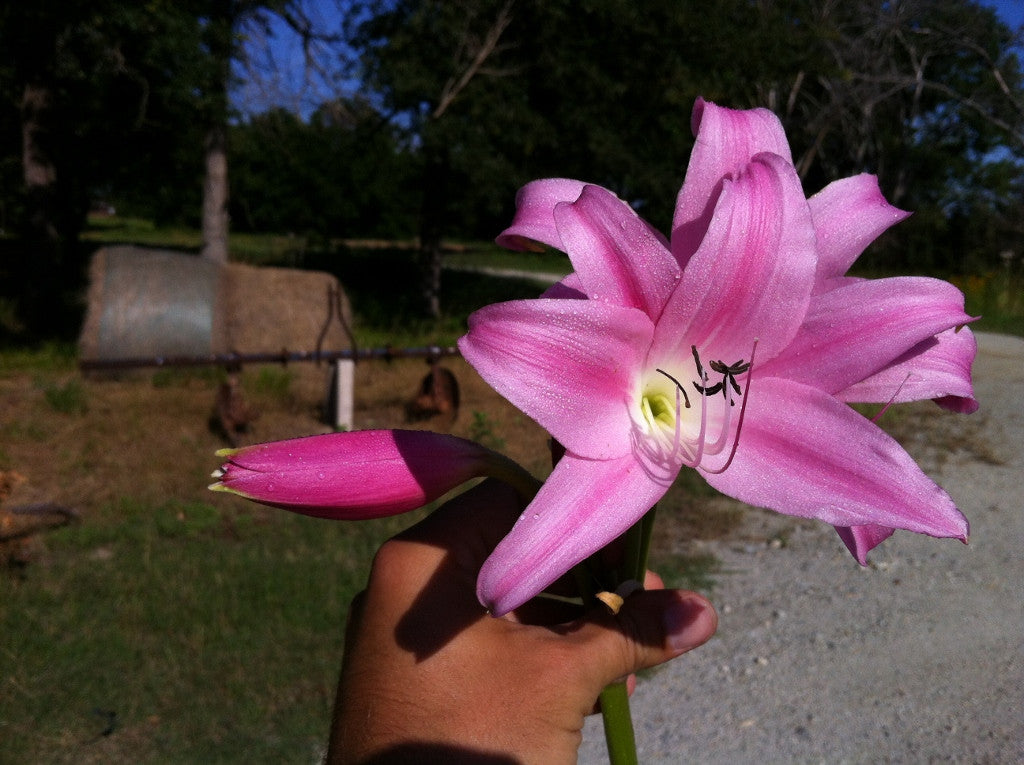 Crinum 'Bradley' - 1 bulb