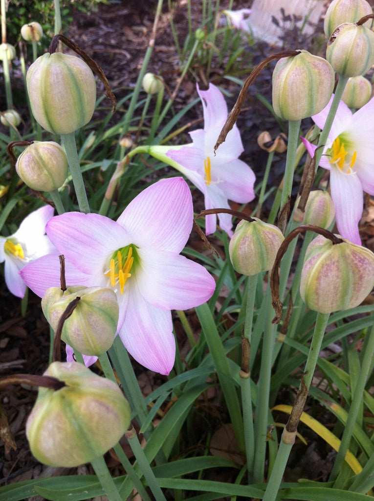 Habranthus robustus 'Pink Rain Lily' -  Four 4" pots