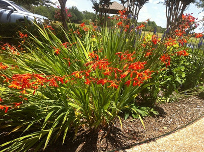 Crocosmia 'Emily McKensie' - 1 - 1 gallon pot