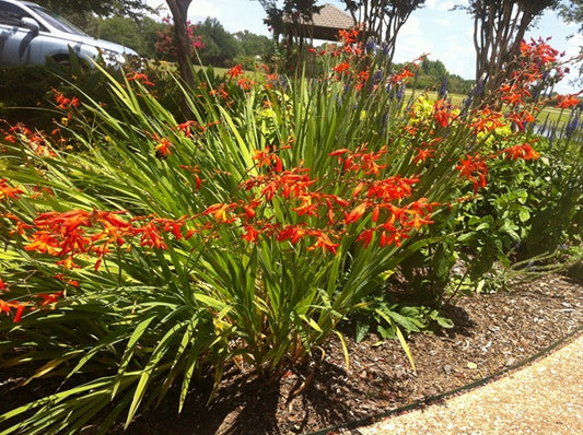 Crocosmia 'Emily McKensie' - 1 - 1 gallon pot
