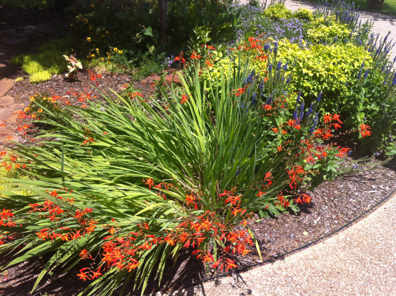 Crocosmia 'Emily McKensie' - 1 - 1 gallon pot