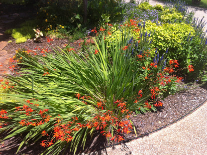 Crocosmia 'Emily McKensie' - 1 - 1 gallon pot