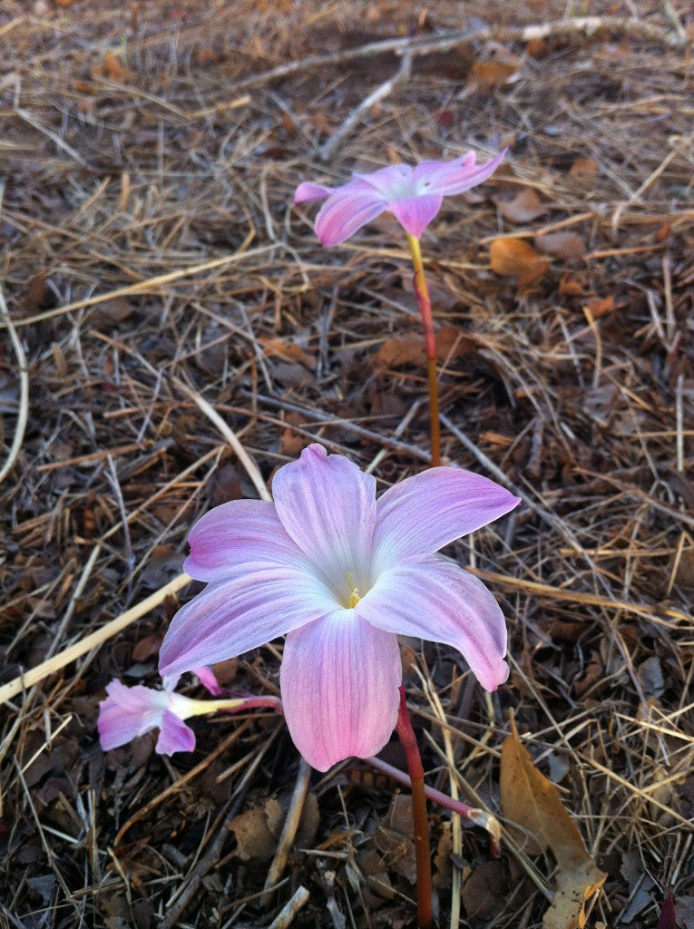 Zephyranthes 'Labuffarosa' - Pink Rain Lily - 1 - 1 gallon pot